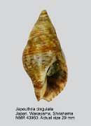 Japeuthria cingulata